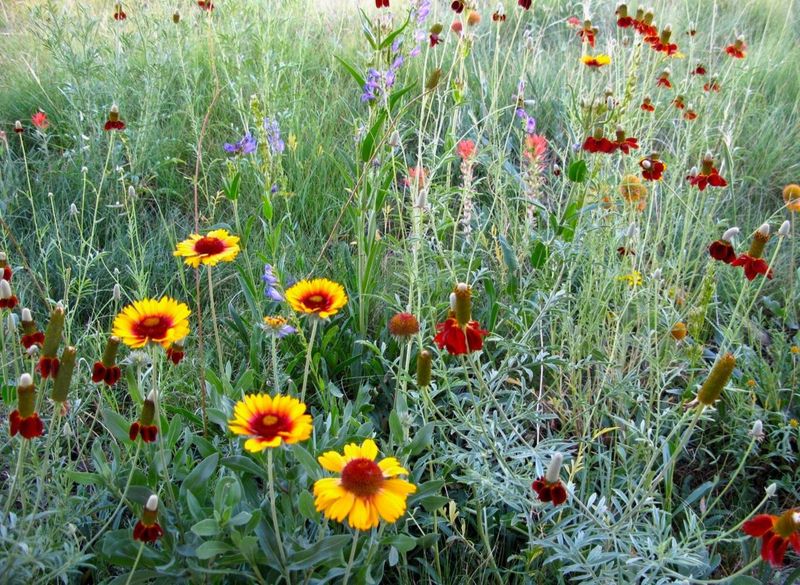 Mini Meadow Corners