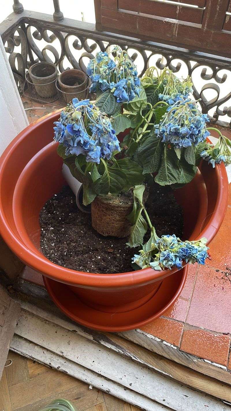 Improper Pruning Timing