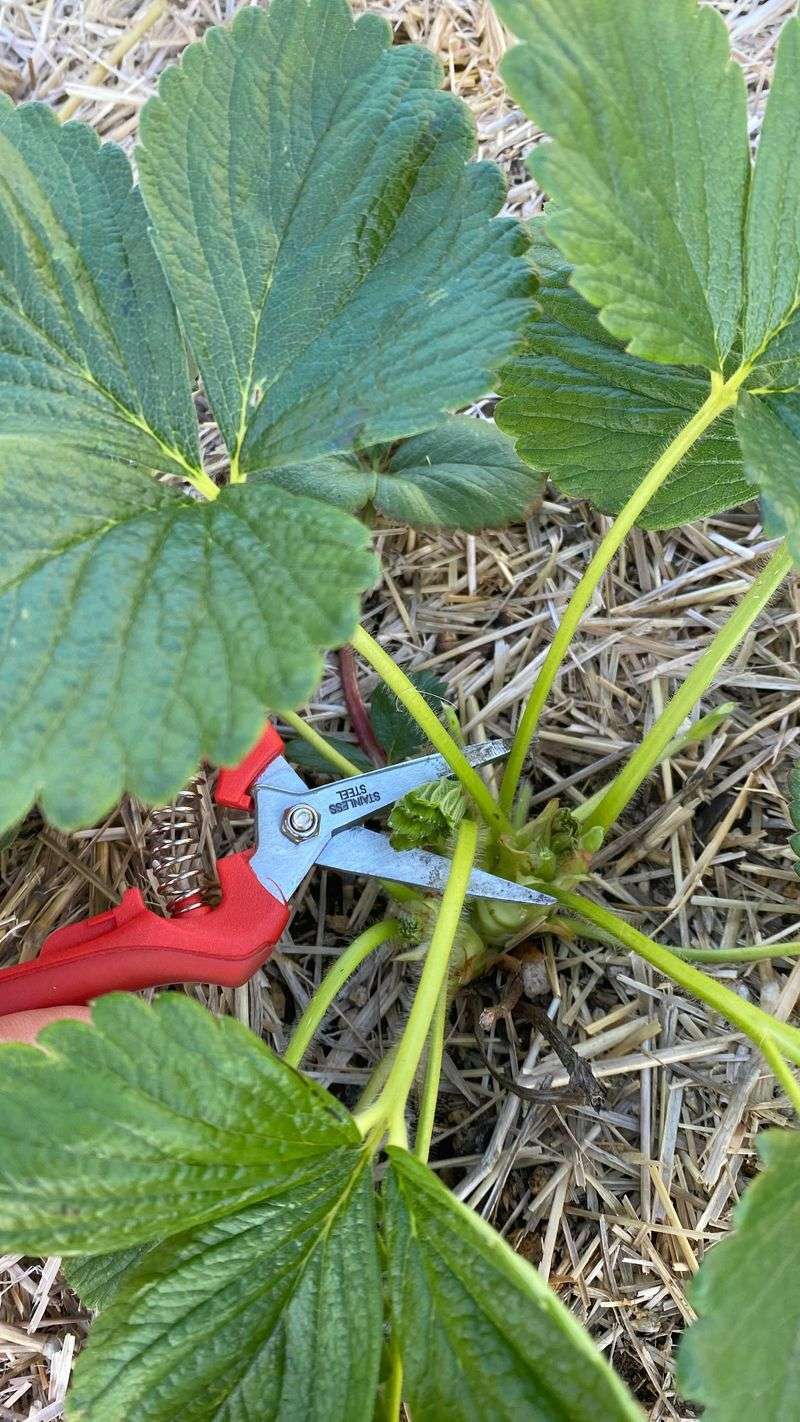 Aging Strawberry Plants