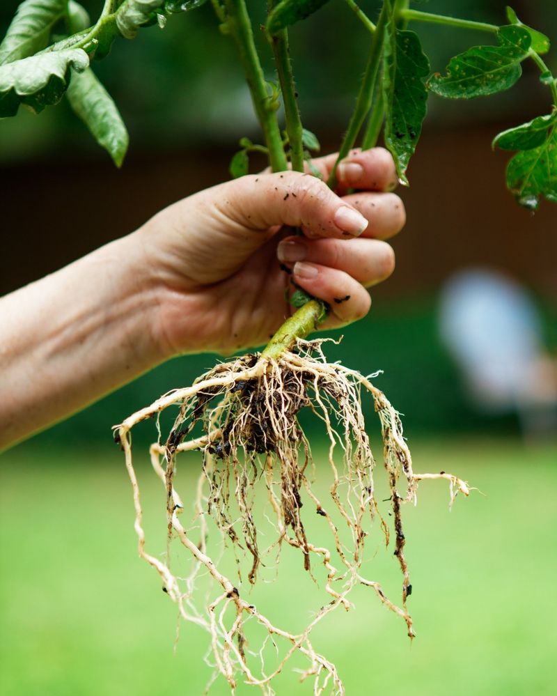 Root Development and Plant Size