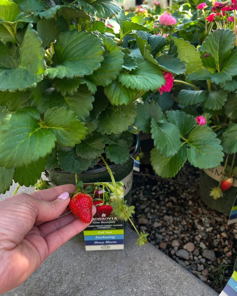 Container Strawberry Maintenance