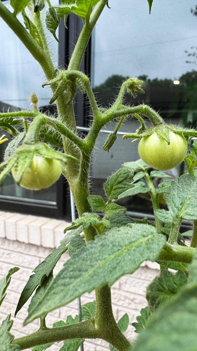 Hand pollination increases yields