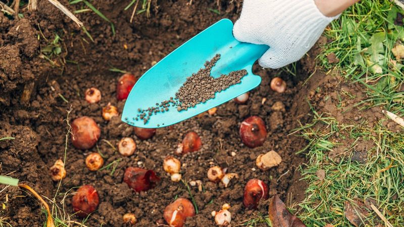 Soil Lacking Essential Nutrients