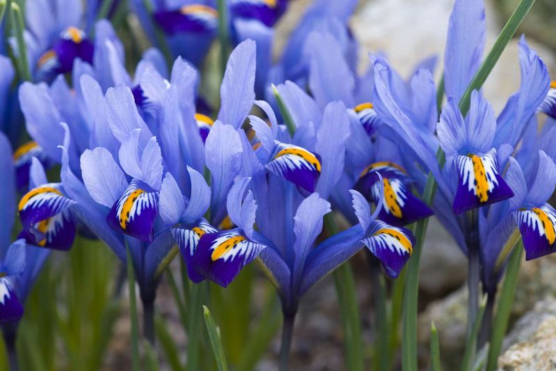 Remove Spent Blooms Promptly