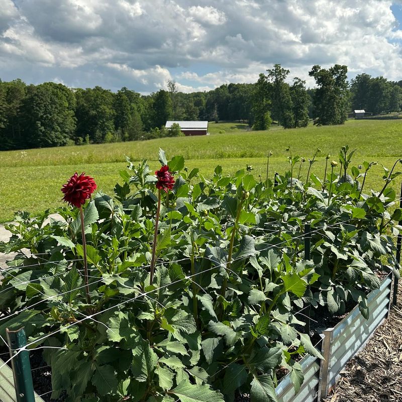 Apply Organic Fertilizer