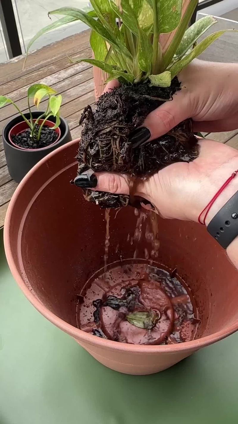 Repot with Fresh Soil