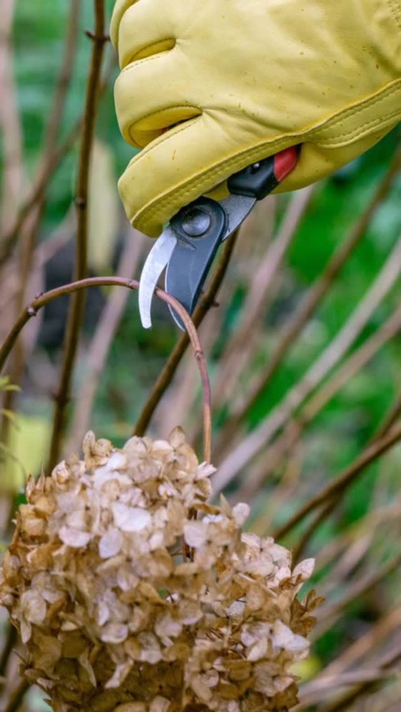 Pruning Summer-Flowering Shrubs