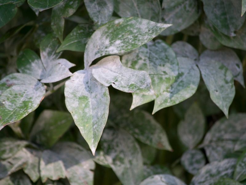 Humidity Challenges