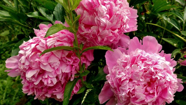 peonies