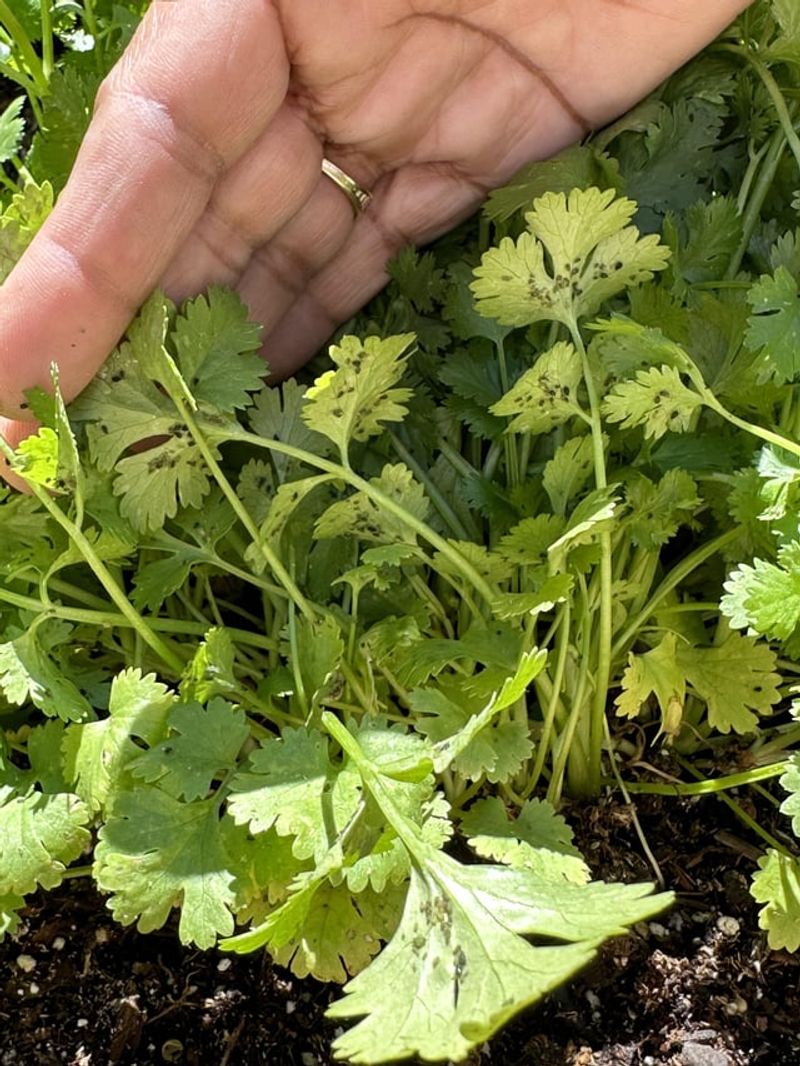 Requires Succession Planting For Consistent Supply