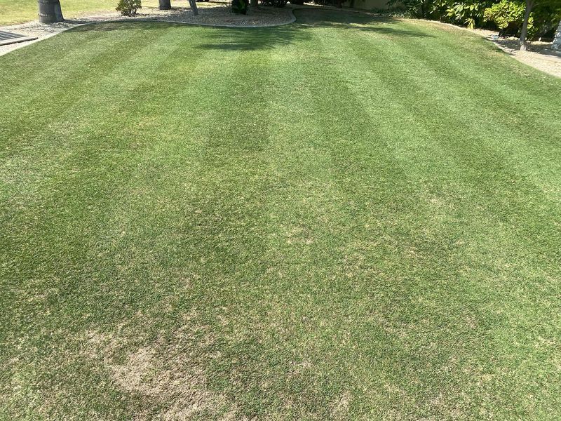 Bare Spots Under Trees