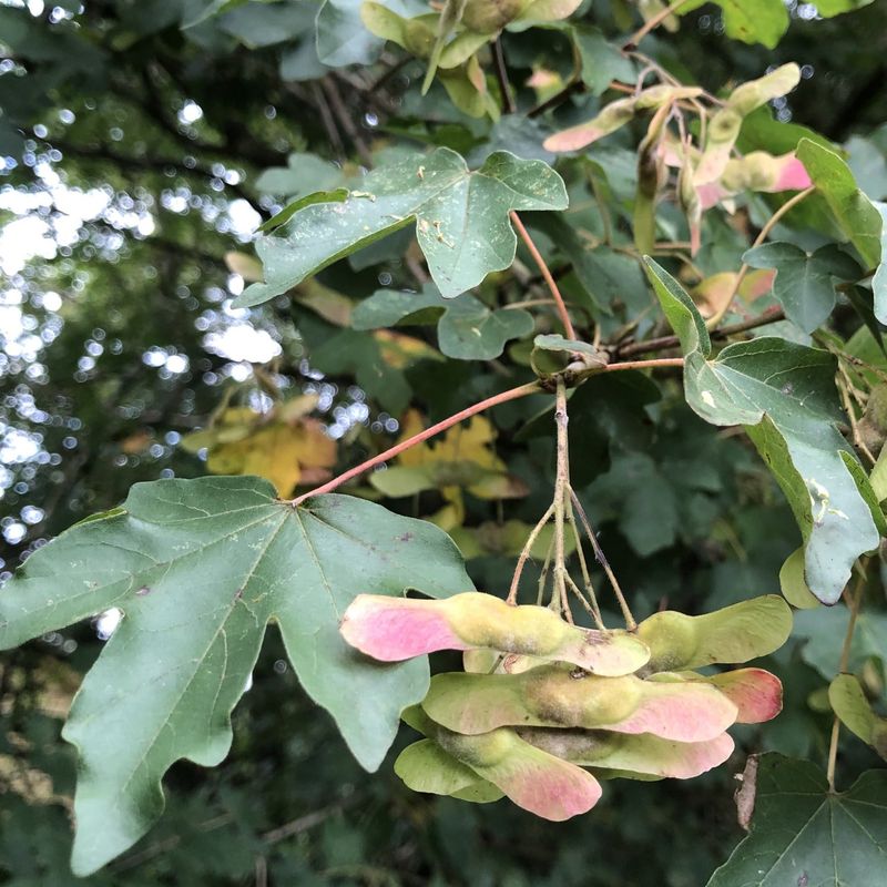 Field Maple