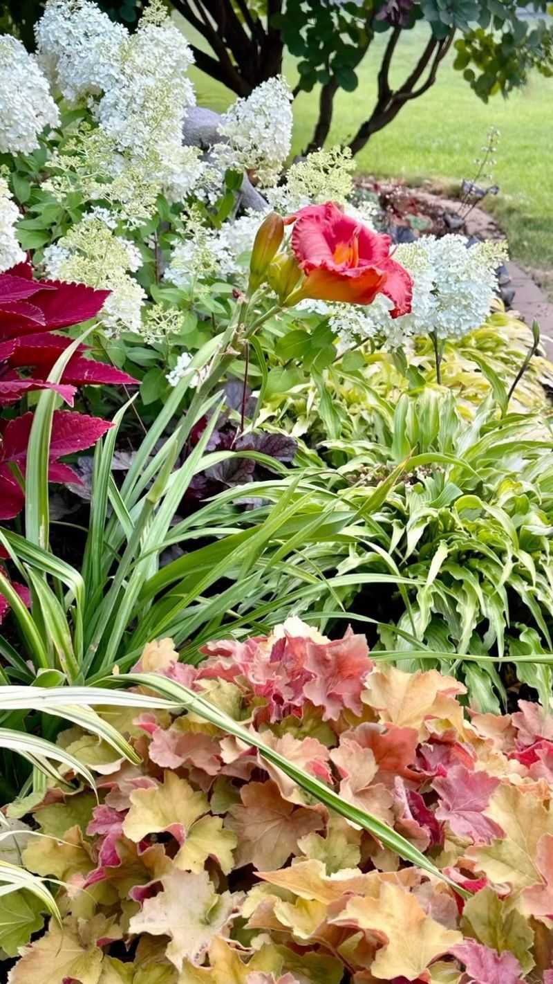 Coral Bells Add Year-Round Color