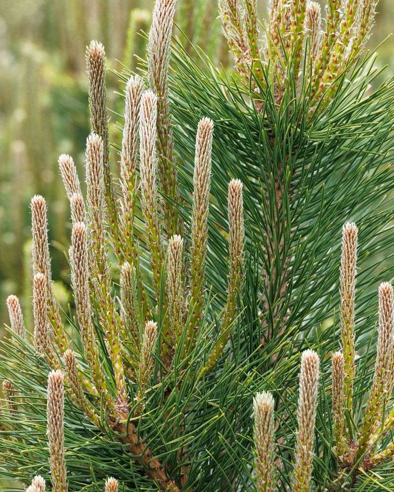 Pine Trees