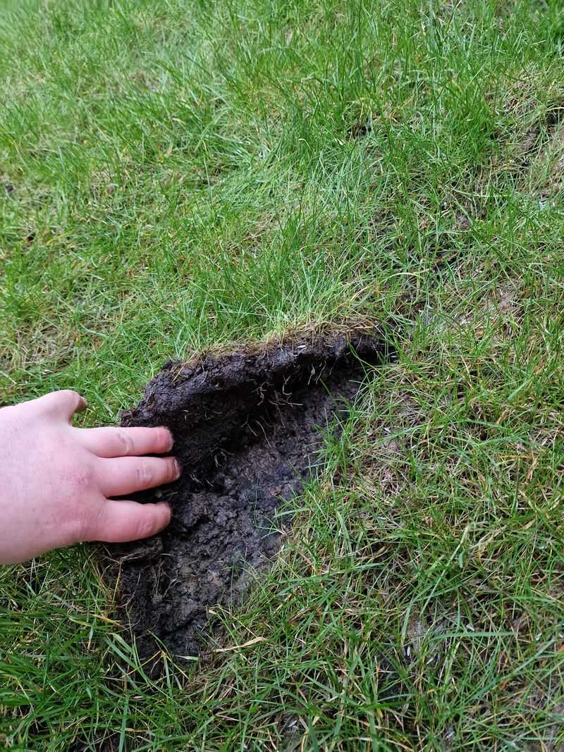 Never Remove Established Turf Completely