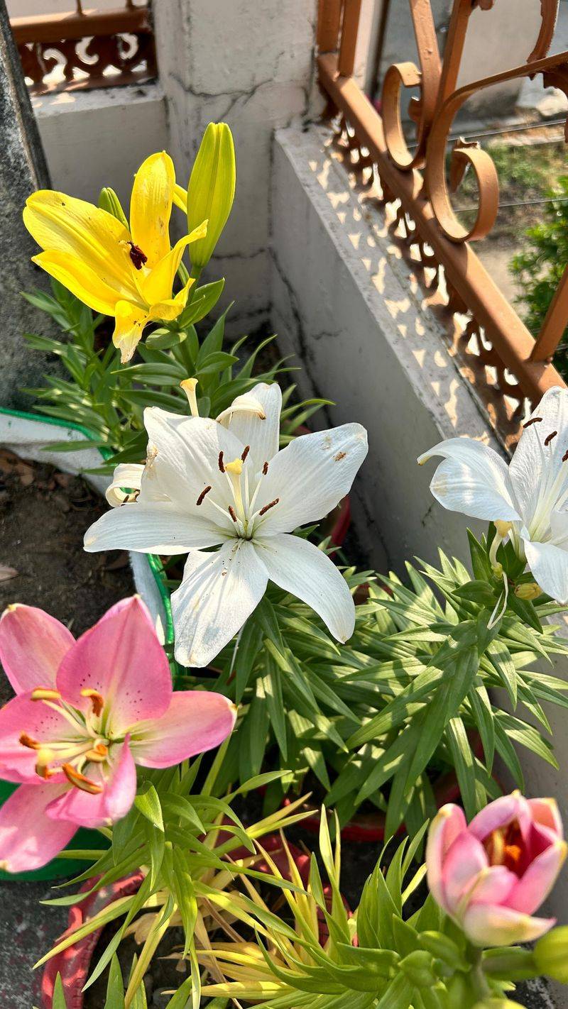Never Let Soil Completely Dry Out