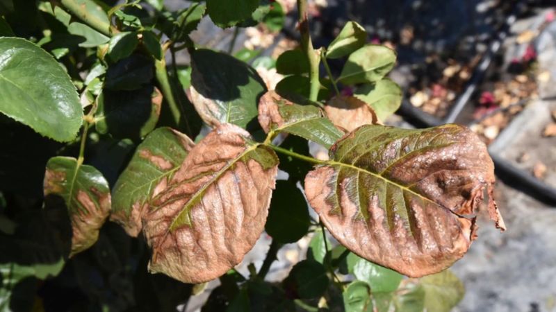 Don't Over-Fertilize—It Can Burn Roots and Inhibit Blooms