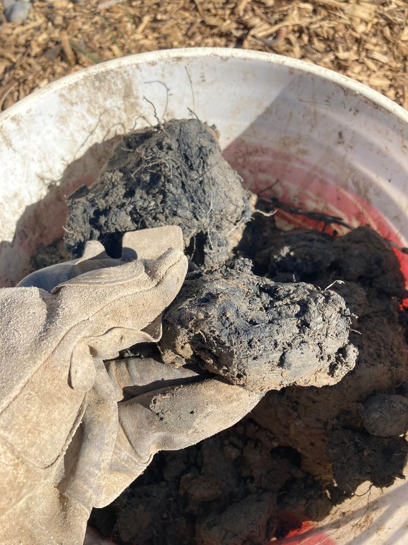 Never Use Pure Sand on Clay Soils