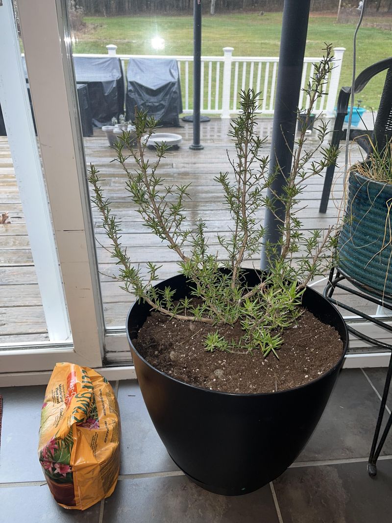 Feed After Pruning