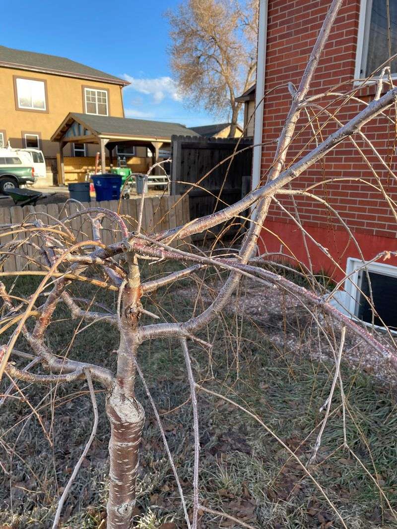 Never Prune In Late Fall Or Winter