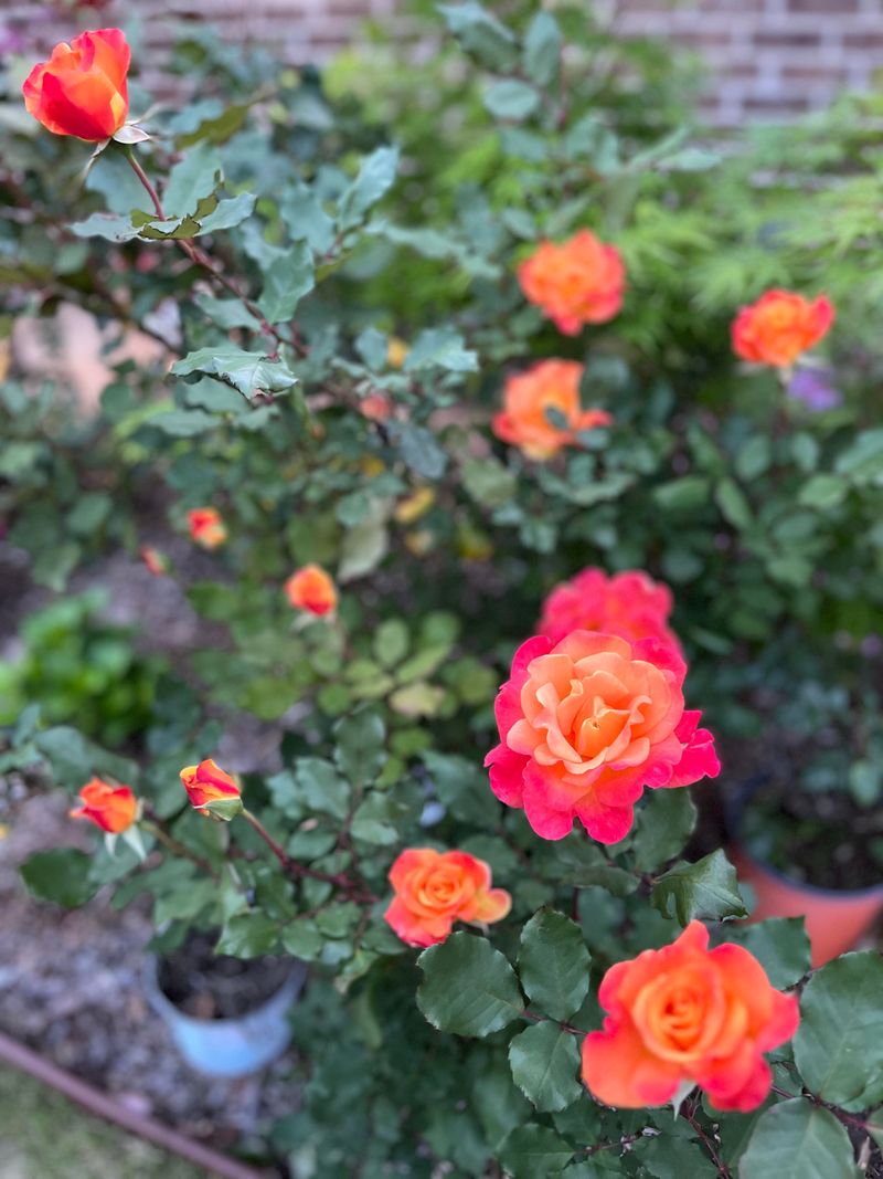 Hybrid Tea Roses