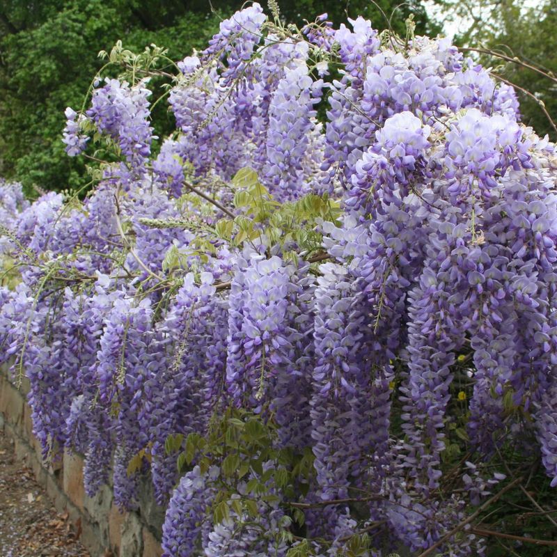 Early-Blooming Chinese Wisteria (Wisteria sinensis 'Prolific')