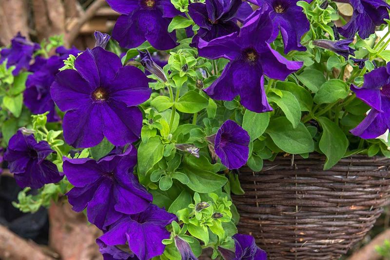 Petunias