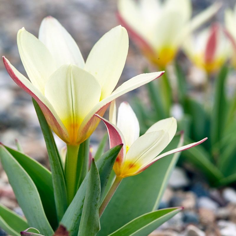 Kaufmanniana Tulips