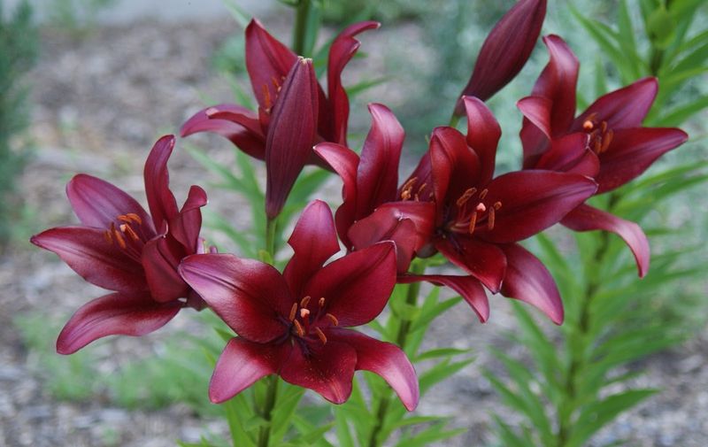 LA Hybrid Lilies
