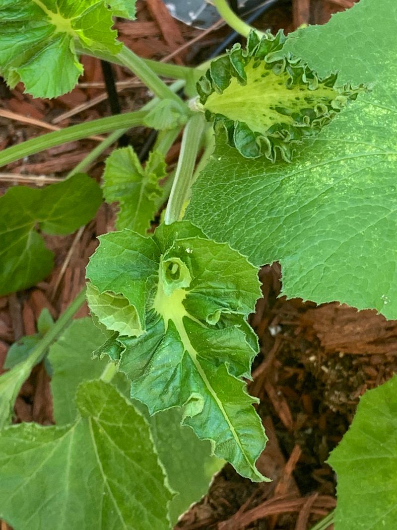 Cucumber Mosaic Virus