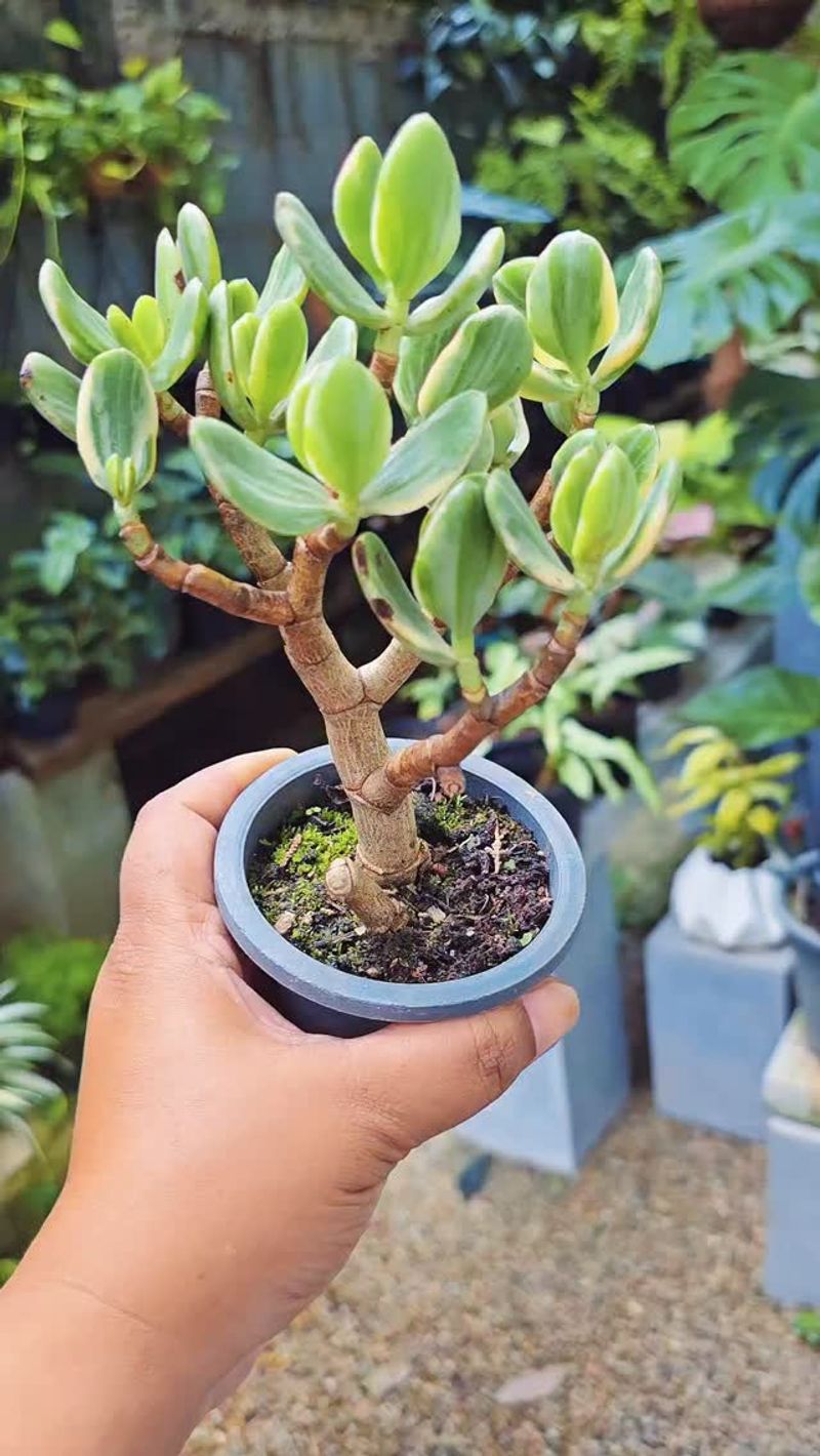 Jade Plant