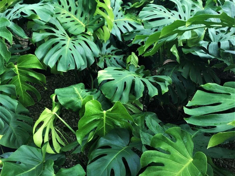 Monstera Deliciosa
