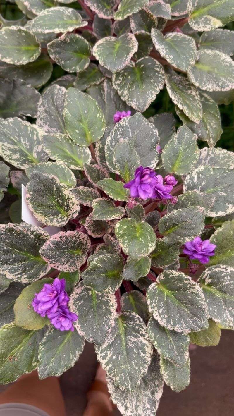 Variegated African Violet