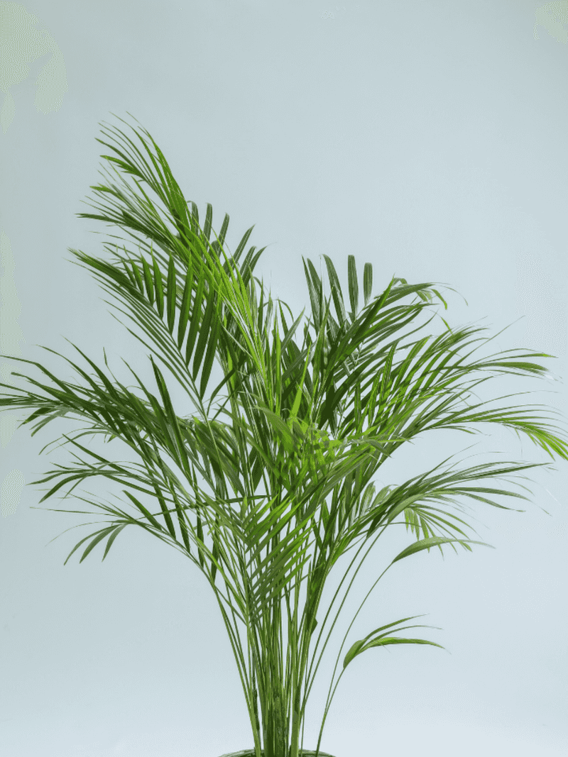 Areca Palm: The Formaldehyde Generator
