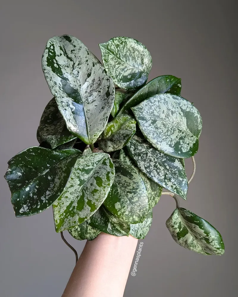 Hoya Carnosa