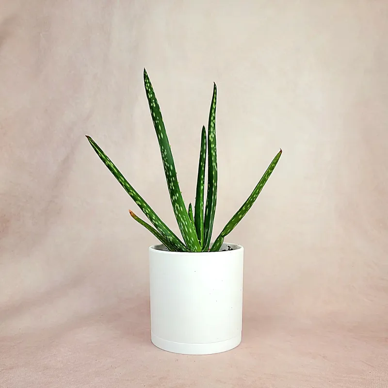 Aloe Vera: The Healing Multitasker
