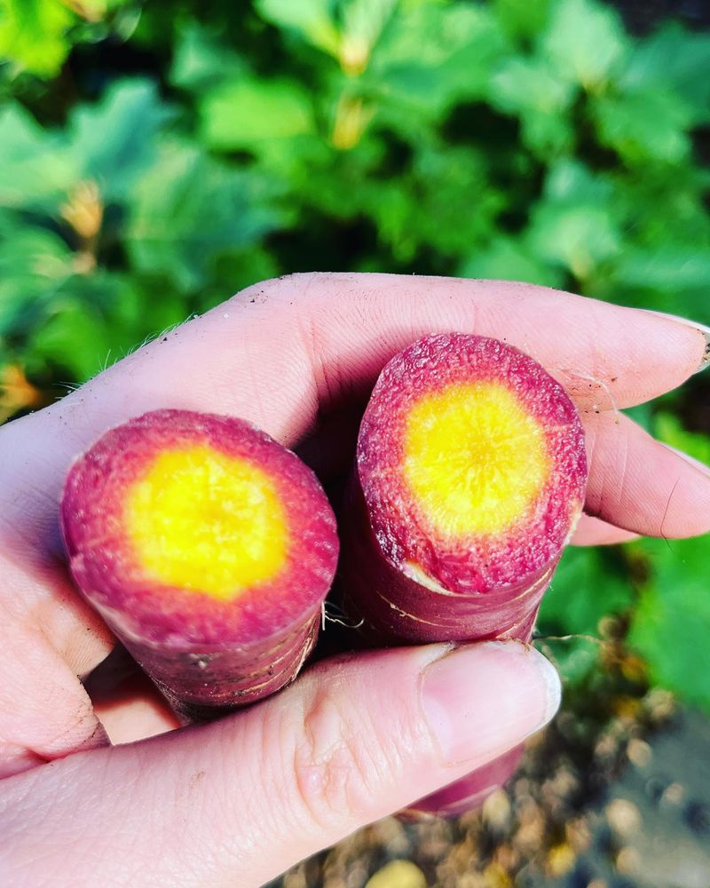 Cosmic Purple Carrots