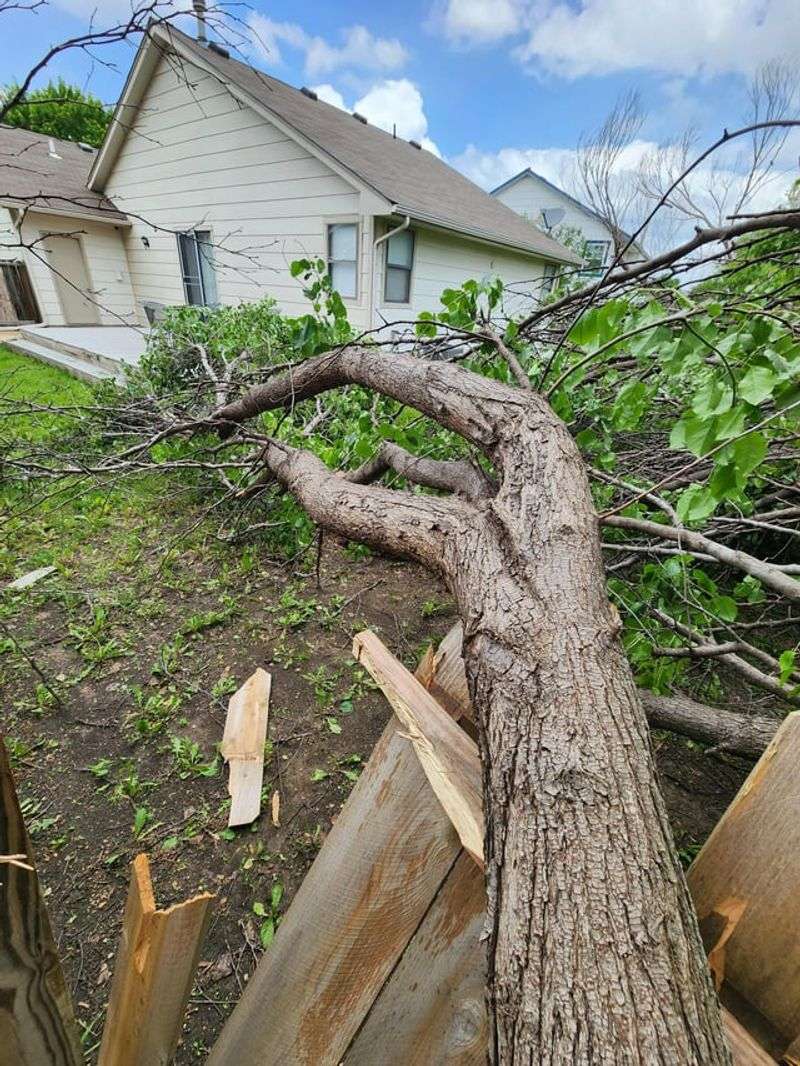 Tree Removal Without Permission
