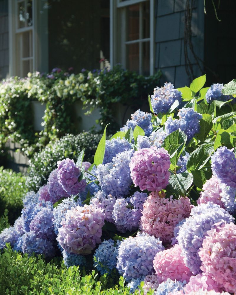 Versatile Hydrangeas