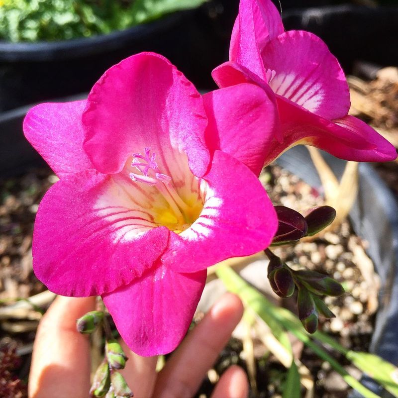 Cheery Freesia