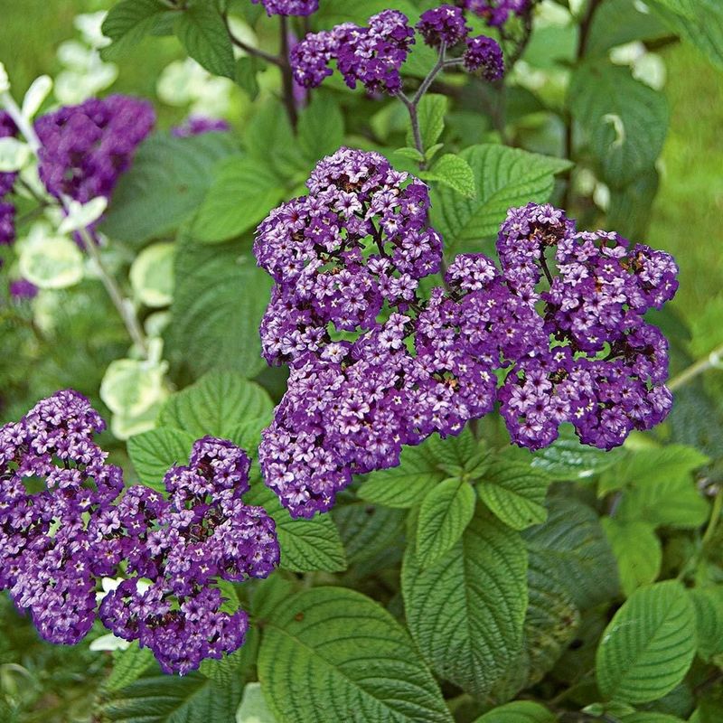 Fragrant Heliotrope Planters