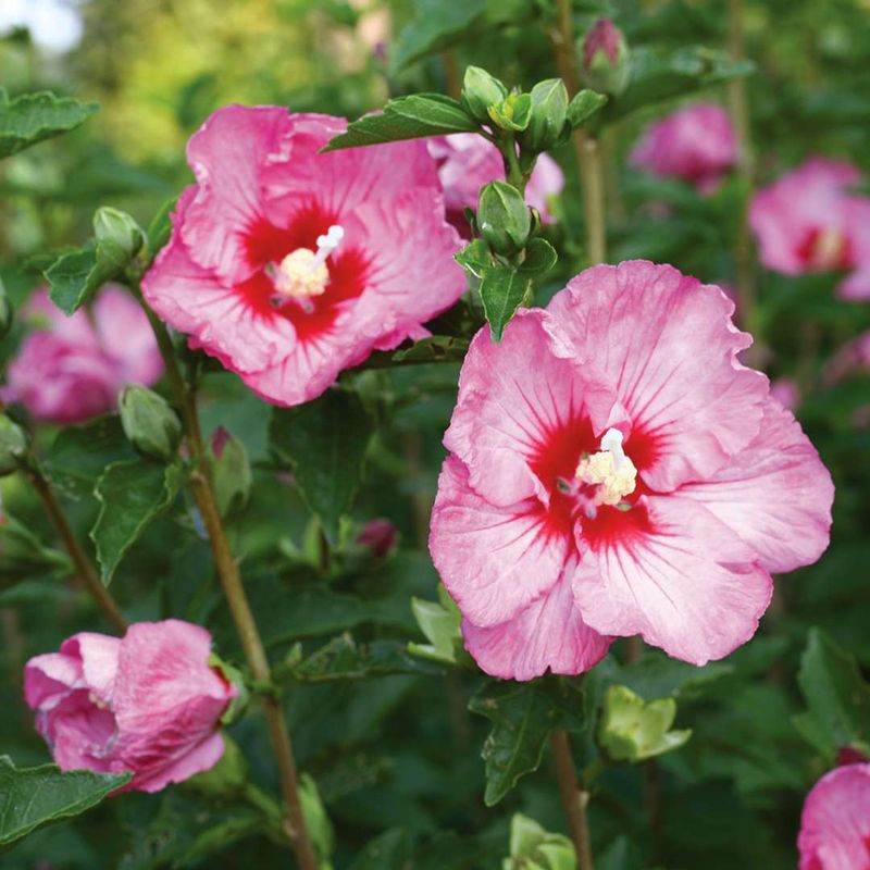 Romantic Rose of Sharon