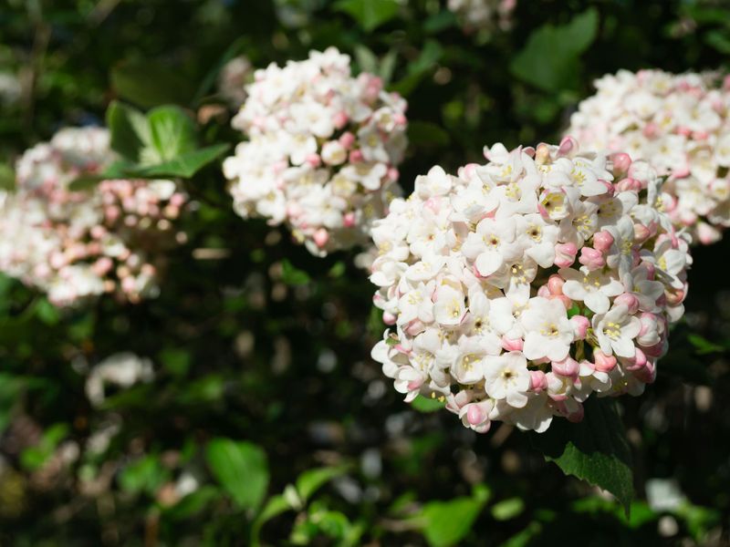 Showy Viburnum Clusters