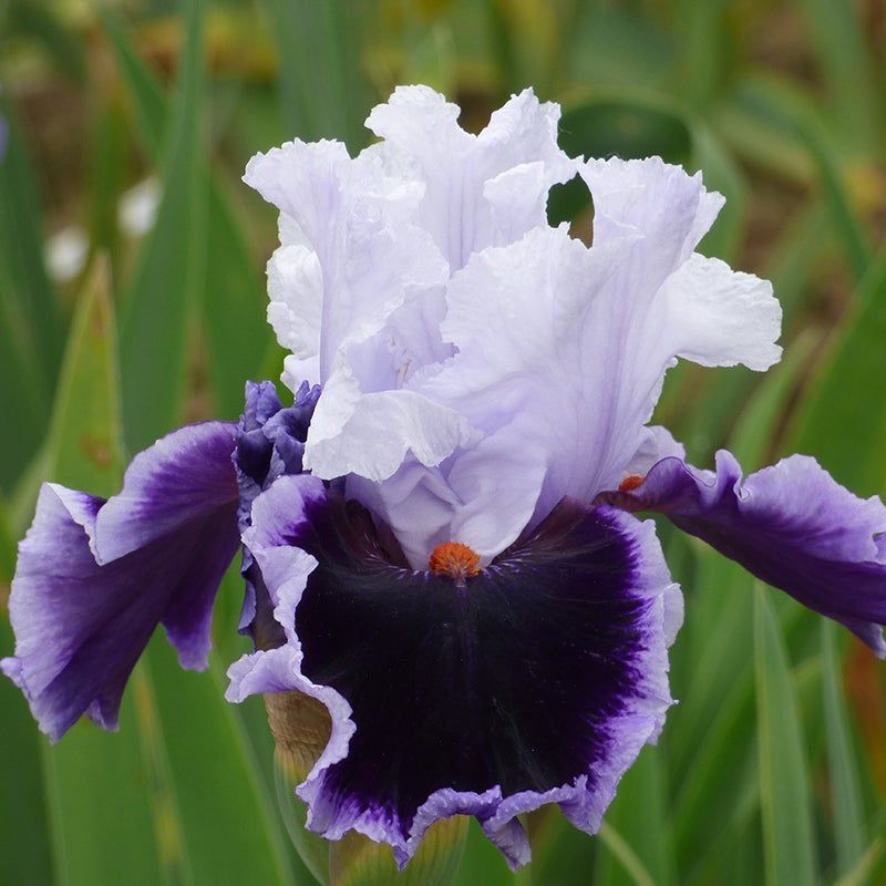 Hold An Iris Identification Contest