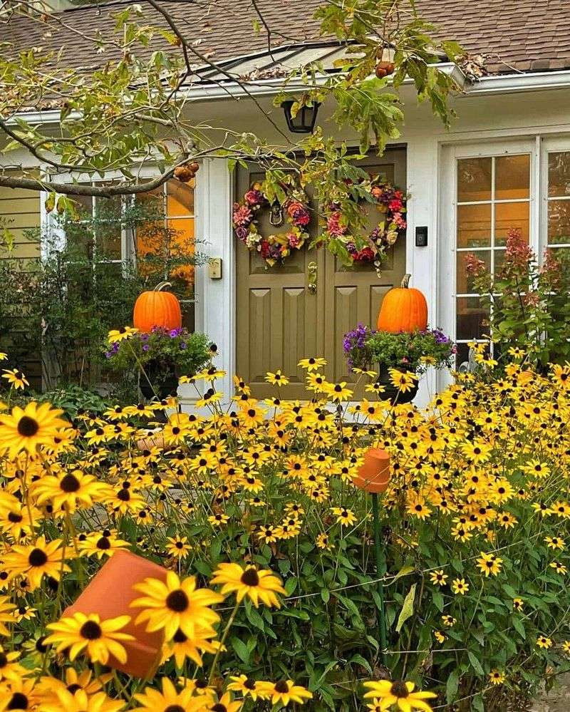 Sunny Black-Eyed Susans