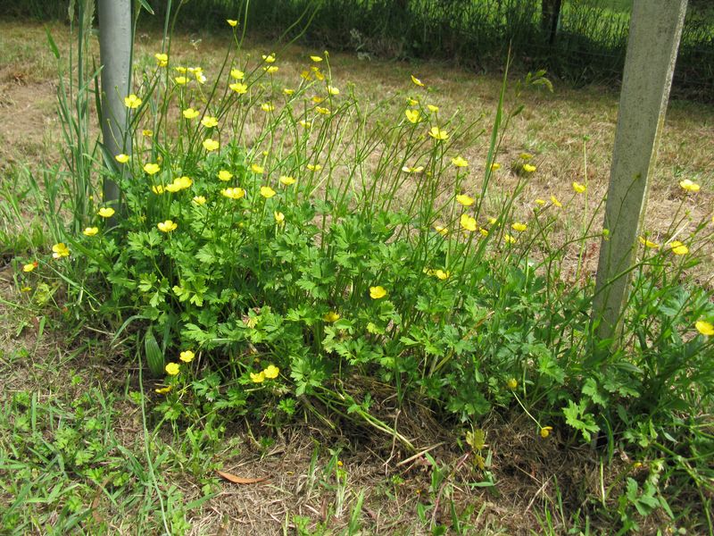 Weeds Thriving While Flowers Struggle