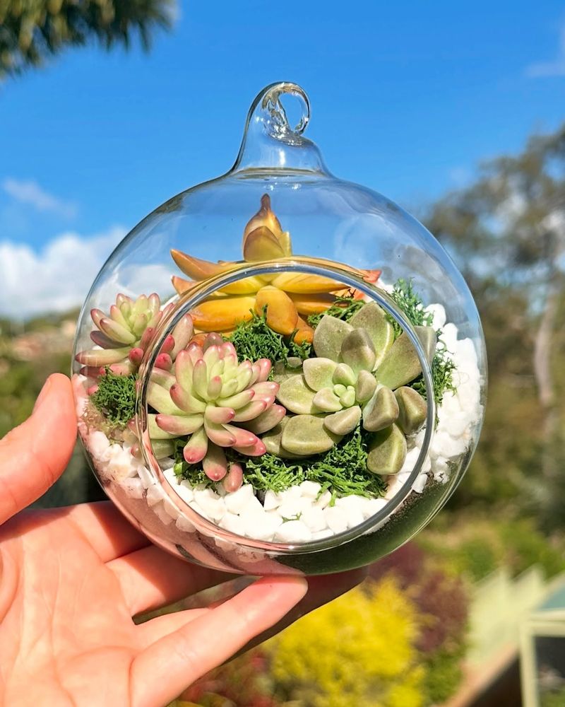 Hanging Glass Terrariums