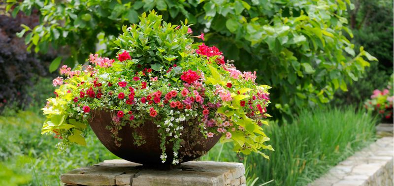 Continuous-Bloom Perennial Pots