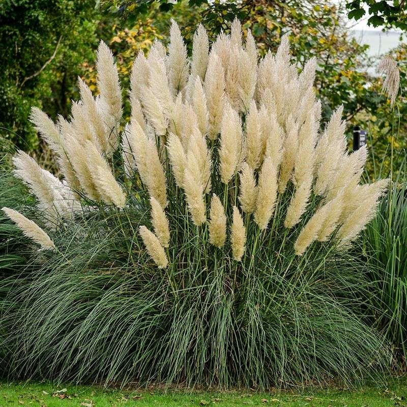 Natural Privacy Screens