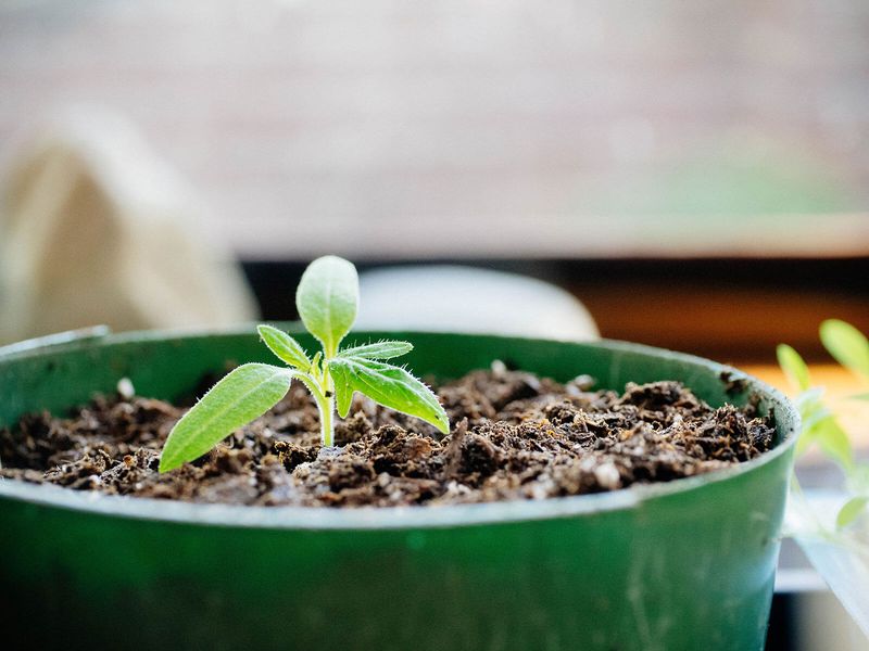 Transplant Shock Disrupts Growth Cycles